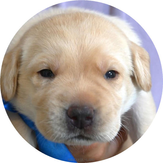 英国ラブラドールの子犬(A child of ジョージ & ターシャ(英国血統)) 英国ラブラドールの子犬